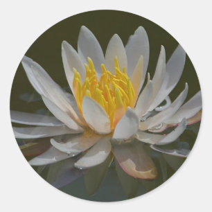 Adesivo Redondo Água, Lily Sticker