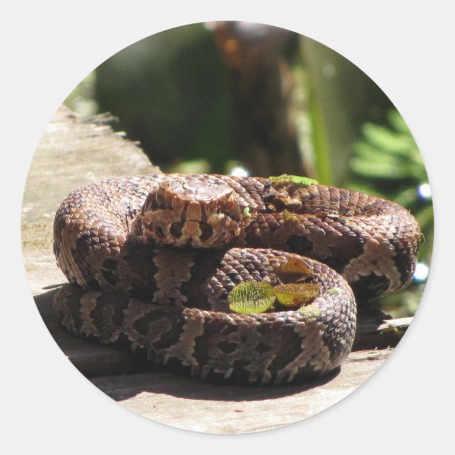 Adesivo Redondo Água Mocasional / Cobra de Algodão (Frente)