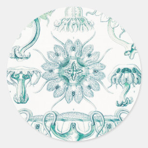 Adesivo Redondo Água-viva, Discomedusae por Ernst Haeckel