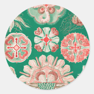 Adesivo Redondo Água-viva, Discomedusae por Ernst Haeckel