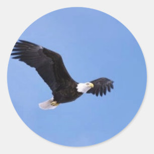 Adesivo Redondo Águia americana