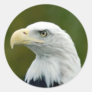 Adesivo Redondo Águia americana americana