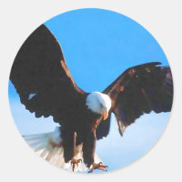 Águia Bald Americana