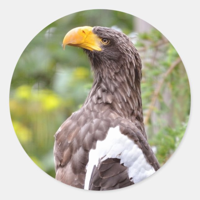 Adesivo Redondo Águia do Mar de Steller (Frente)
