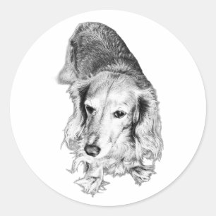 Adesivo Redondo Ainda & Visto – Dachshund de Pelo Longo