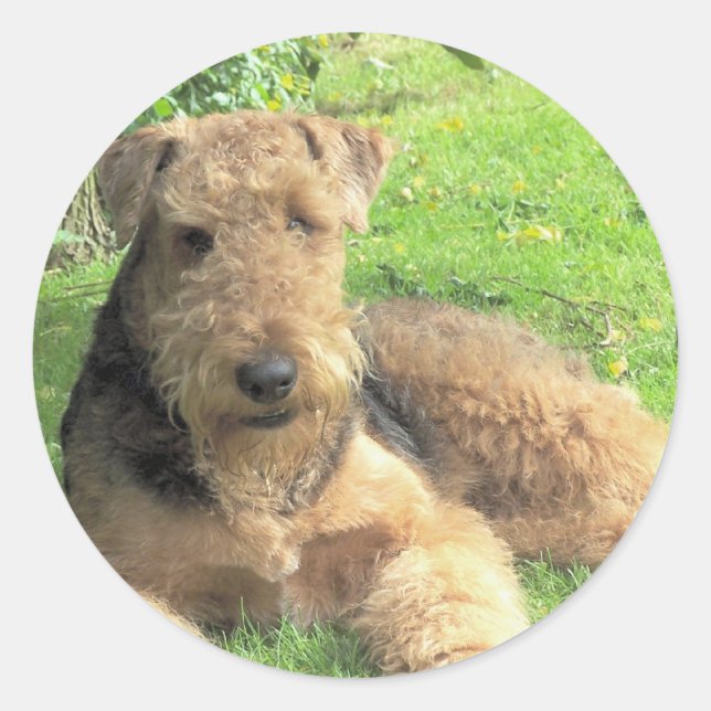 Adesivo Redondo Airedale Terrier Sticker (Frente)