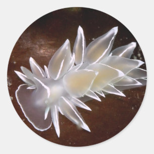 Adesivo Redondo Alabaster Nudibranch - Stickers