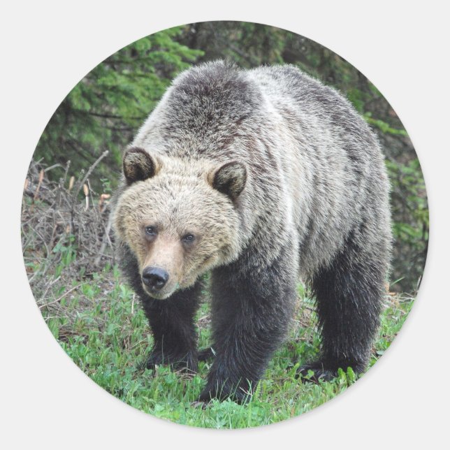 Adesivo Redondo Alaska Grizzly Bear Wildlife Photo (Frente)