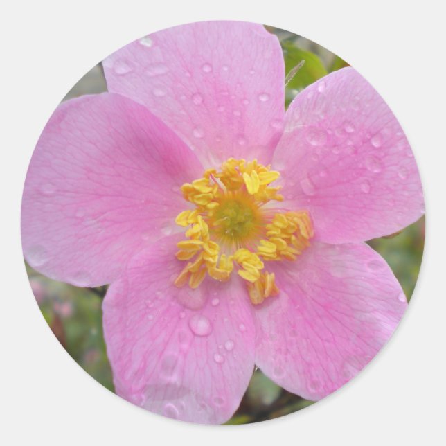 Adesivo Redondo Alaska Wild Rosa (Frente)