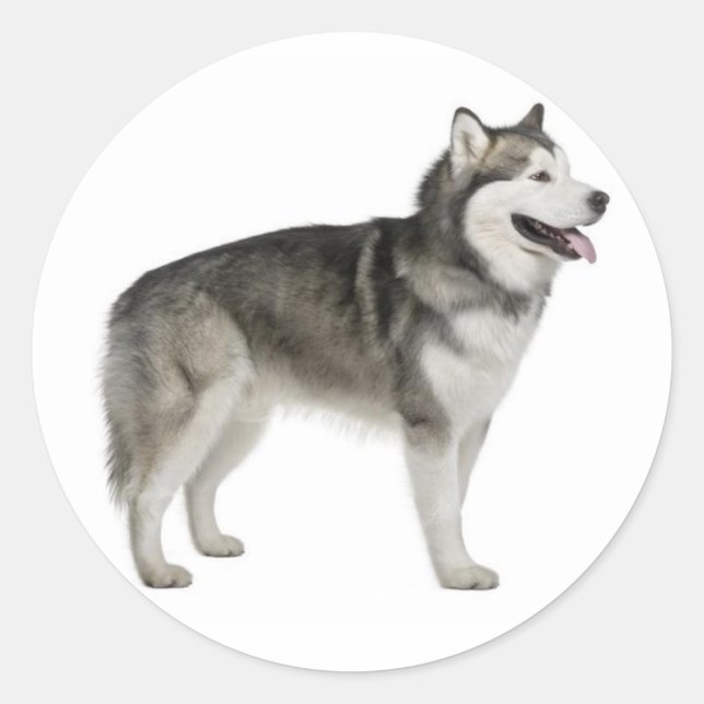 Adesivo Redondo Alaskan Malamute Puppy Dog Sticker / Seal (Frente)