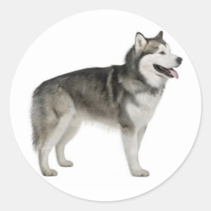 Adesivo Redondo Alaskan Malamute Puppy Dog Sticker / Selo