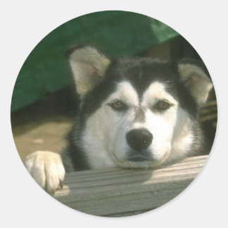 Adesivo Redondo Alaskan Malamute Sticker