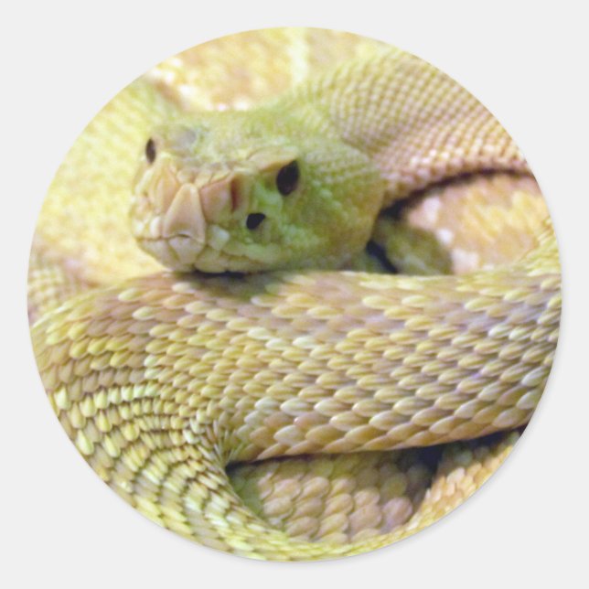 Adesivo Redondo Albino Rattlesnake Stickers (Frente)