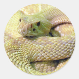 Adesivo Redondo Albino Rattlesnake Stickers