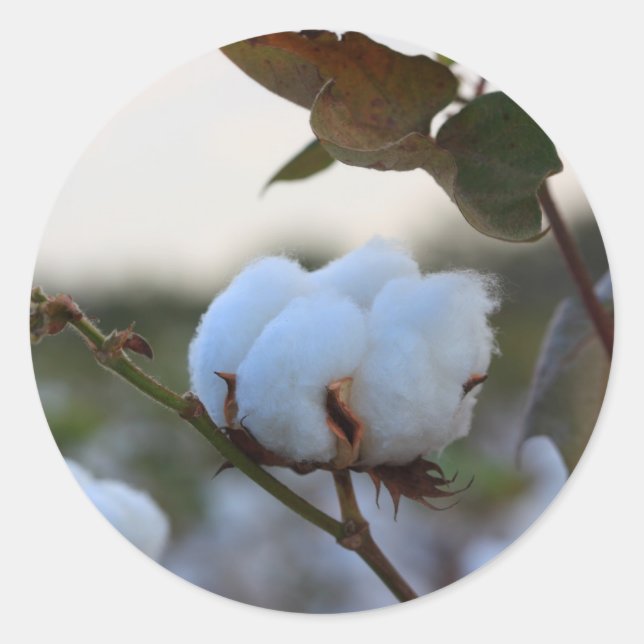 Adesivo Redondo Algodão (Frente)