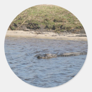 Adesivo Redondo Alligator na Water Florida