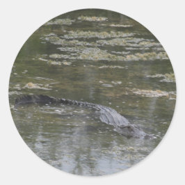 Adesivo Redondo Alligator Stickers