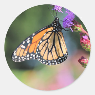 Adesivo Redondo Almoço de Monarca