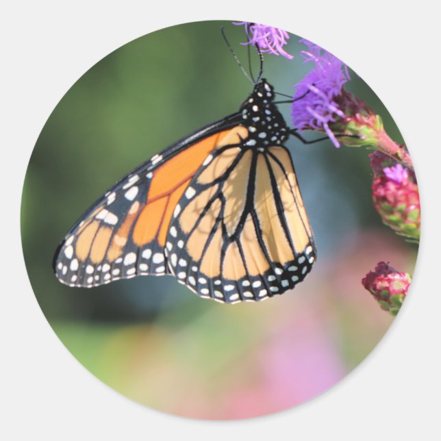 Adesivo Redondo Almoço de Monarca (Frente)