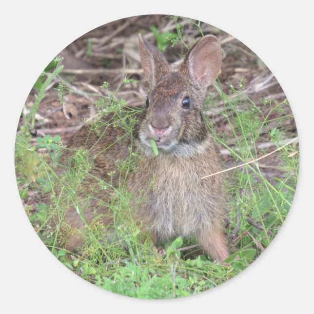 Adesivo Redondo Almofadas De Almofada De Coelho bobo (Frente)