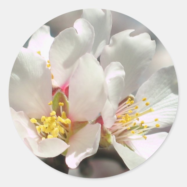 Adesivo Redondo Almond Blossoms Sticker (Frente)