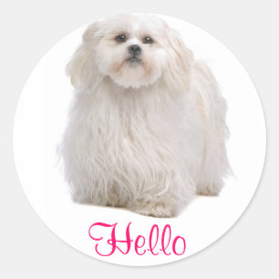 Adesivo Redondo Alô White Shih Tzu Puppy Dog Saudando Stickers
