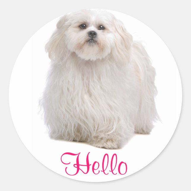 Adesivo Redondo Alô White Shih Tzu Puppy Dog Saudando Stickers (Frente)