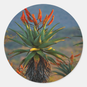 Adesivo Redondo Aloe da Montanha (Aloe Marlothii Berger) 2