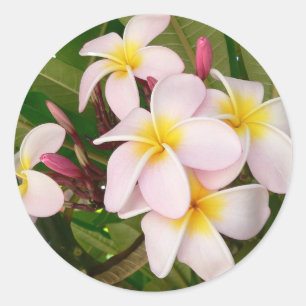 Adesivo Redondo Aloha Frangipani Havaiano Flores de Plumeria