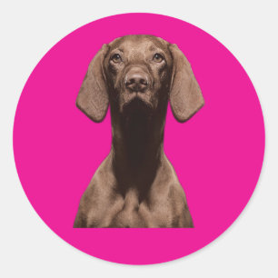 Adesivo Redondo Alojadores de cães