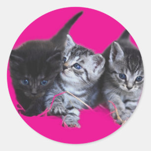 Adesivo Redondo Alojadores de gatos-palitos