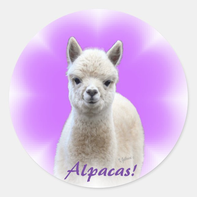 Adesivo Redondo Alpaca Hope Stickers (Frente)