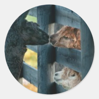 Adesivo Redondo Alpaca Kissing Sticker