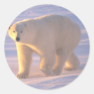 Adesivo Redondo Amanhecer 2 do urso polar