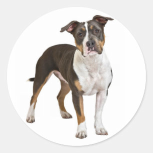 Adesivo Redondo Amar o American Staffordshire Terrier Dog Sticker