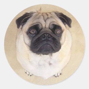 Adesivo Redondo Amar Pupppy Dog Stickers / Selos