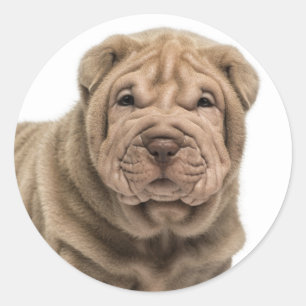 Adesivo Redondo Amar Shar Pei Dog Sticker / Selos