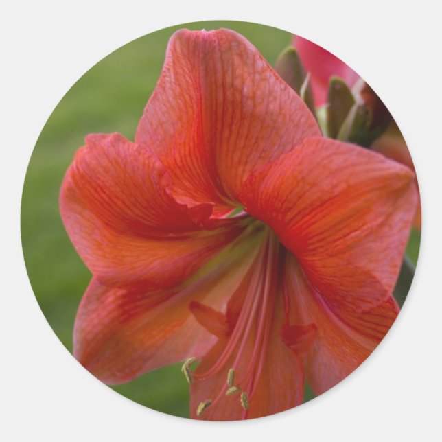 Adesivo Redondo Amaryllis (Frente)