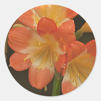 Adesivo Redondo Amaryllis 2