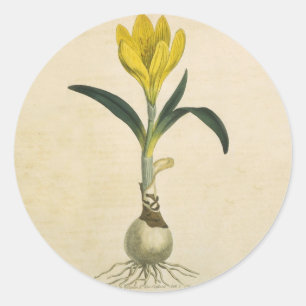 Adesivo Redondo Amaryllis Tulip Botanical Garden Flower