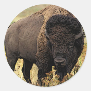 Adesivo Redondo American Bison