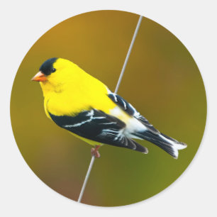 Adesivo Redondo American Goldfinch - Fotografia original