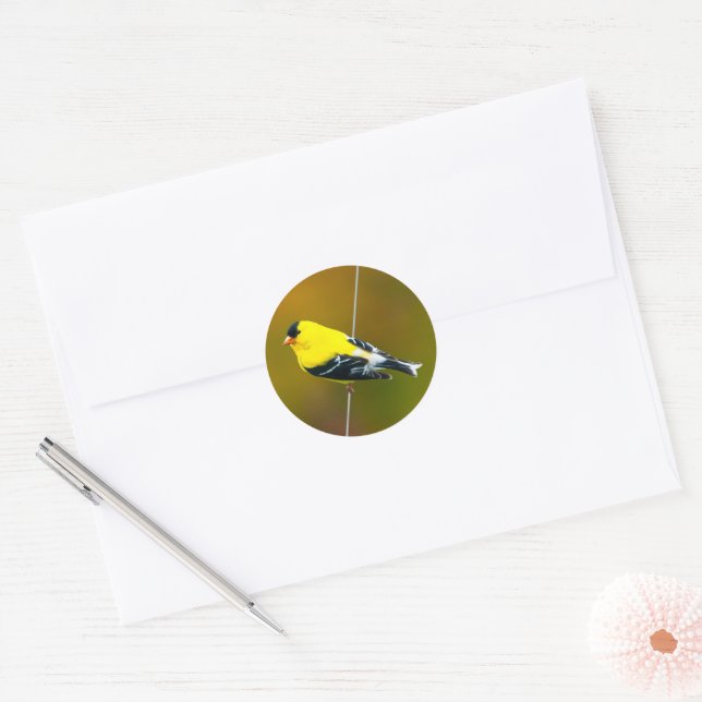 Adesivo Redondo American Goldfinch - Fotografia original (Envelope)