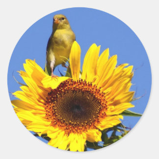 Adesivo Redondo American Goldfinch sobre Sunflower