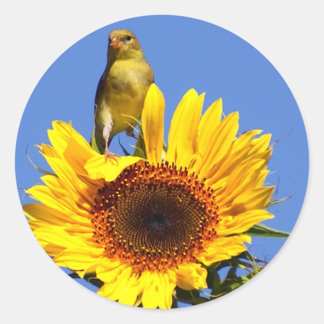 Adesivo Redondo American Goldfinch sobre Sunflower (Frente)