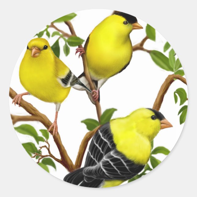 Adesivo Redondo American Goldfinches in Vines Sticker (Frente)