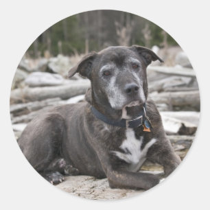 Adesivo Redondo American Staffordshire Terrier - Sticker