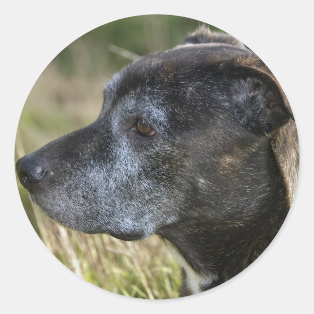 Adesivo Redondo American Staffordshire Terrier Stickers (Frente)