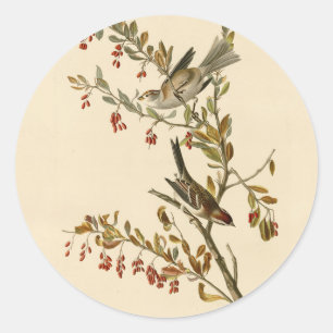 Adesivo Redondo American Tree Sparrow, Pássaros da América de Audu