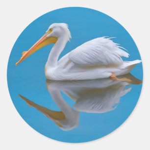 Adesivo Redondo American White Pelican Sticker